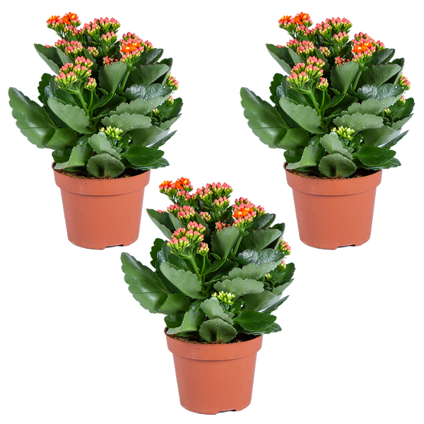 Bosch Professional Akku-Säbelsäge GSA 12 Volt Set mit L-BOXX Koffer, zwei Akkus, Ladegerät, Sägeblättern, Koffer-Einlagen und Bosch Logo.