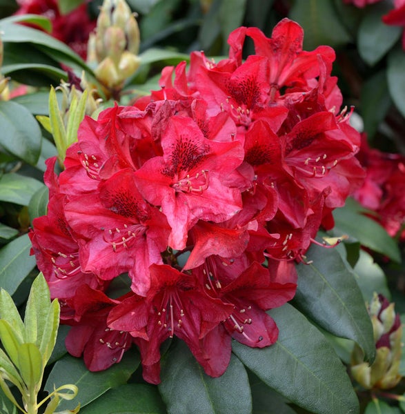 Nahaufnahme einer roten Rhododendronblüte mit Blättern