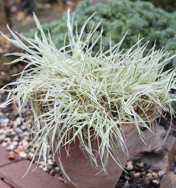 Büschelförmiges Gras in einem Topf
