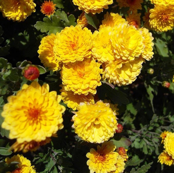 Gelbe Chrysanthemenblüten mit grünen Blättern