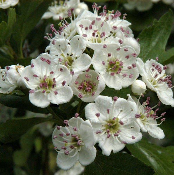 Nahaufnahme von Weißdornblüten