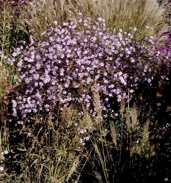 Nahaufnahme von Raublatt-Aster im Gartenbeet