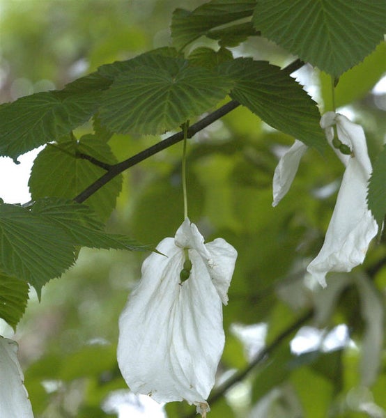 Blüte einer Taschentuchbaum-Pflanze mit Blättern