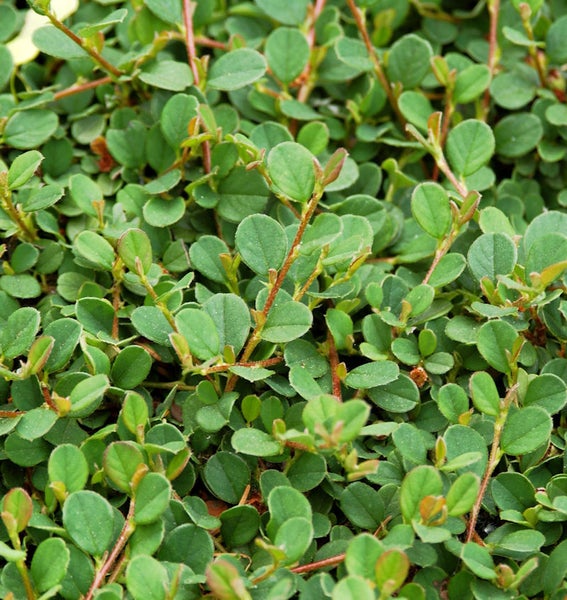 Im Bild ist eine Teppichmispel mit ihren kleinen, runden Blättern und verzweigten Ästen zu sehen.