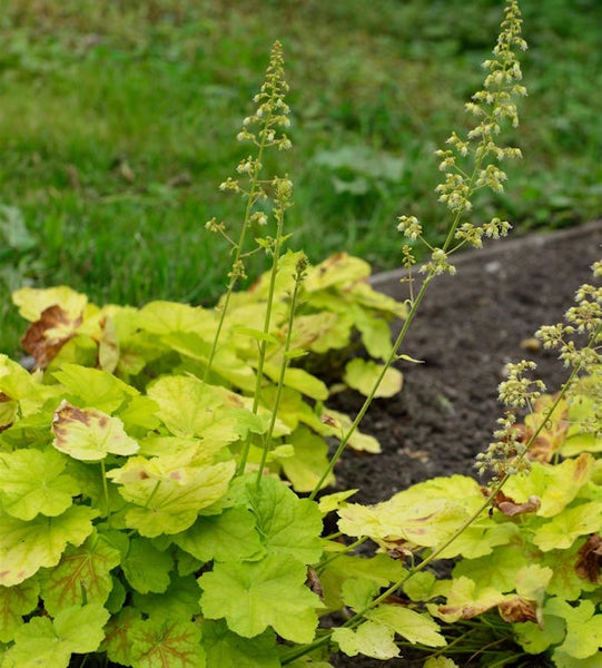 Alunwurzel Pflanze im Gartenbeet mit Blütenstand