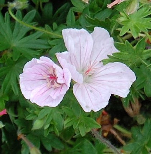 Blüte der Storchschnabel Gewächse