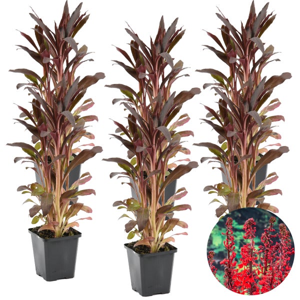 6x Lobelia 'Queen Victoria' - Kardinalblume - Pflegeleicht - Zone 1/2 - ⌀09cm - ↕15-25 cm