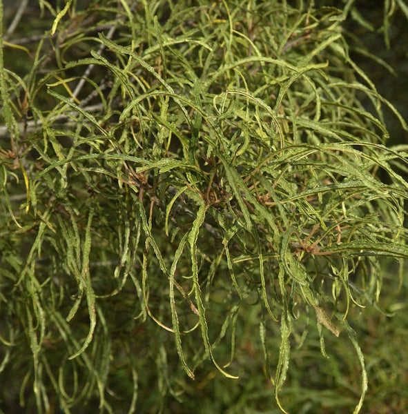 Nahaufnahme einer Casuarina Pflanze