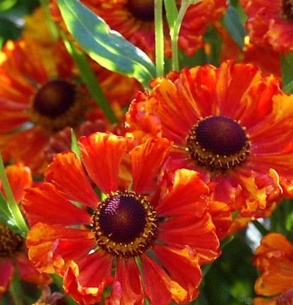 Blütenstände von Sonnenbraut im Garten