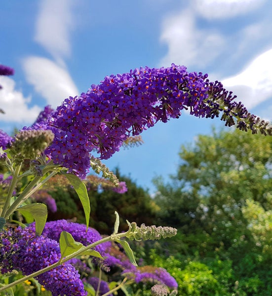 Schmetterlingsflieder mit Blütenstand im Garten