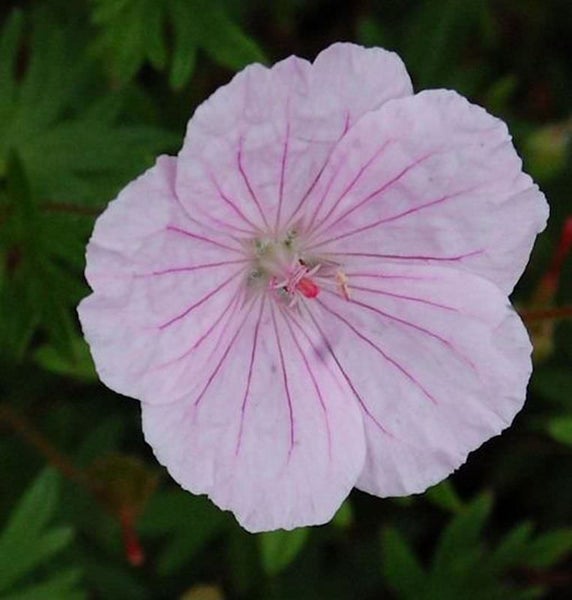 Nahaufnahme einer einzelnen Storchschnabelblüte