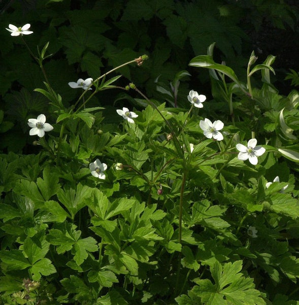 Nahaufnahme von Buschwindröschen mit weißen Blüten und grünen Blättern.