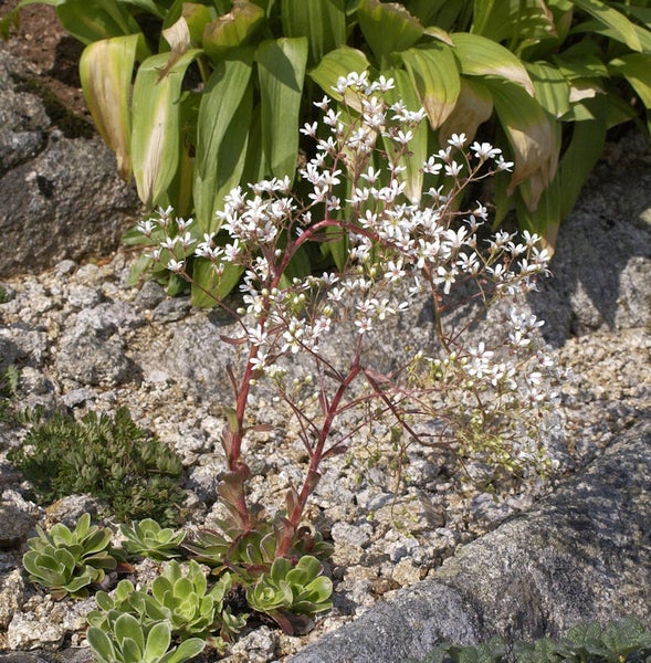 Blühende Fetthenne im Garten