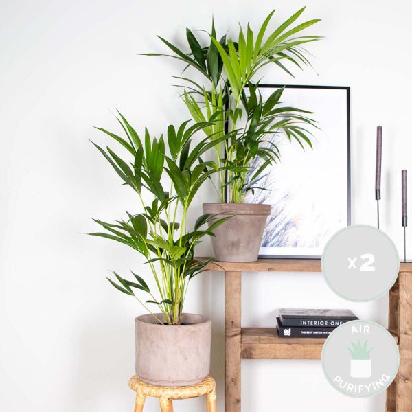 Bloomique - 2er Set - Howea Forsteriana - Kentia Palme - Zimmerpflanzen - Pflegeleicht - Haustierfreundlich - Höhe 90-100 cm - Topf 19 cm