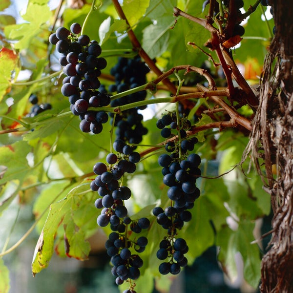 Bloomique - 2x Vitis Vinifera 'Boskoop Glory' - Weinpflanze - Blaue Trauben - Obstpflanzen - Gartenpflanzen - Winterhart - ⌀14 cm - Höhe 60-70 cm