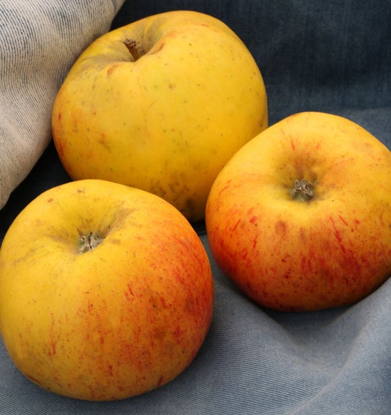 Drei gelbe Äpfel auf Stoff