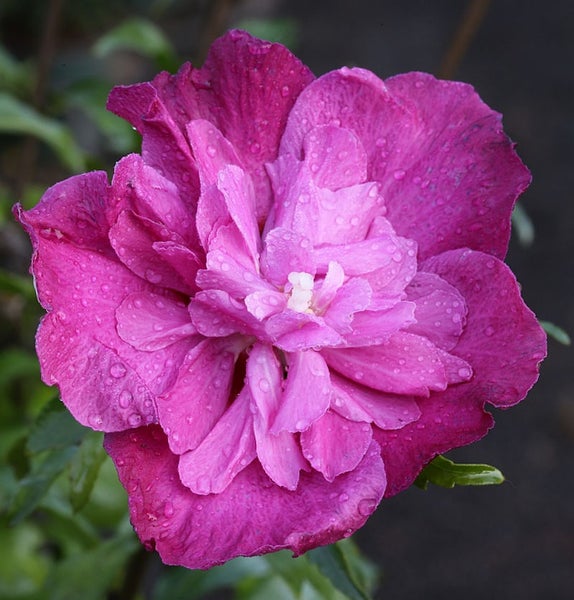 Nahaufnahme einer gefüllten Hibiskusblüte mit Wassertropfen