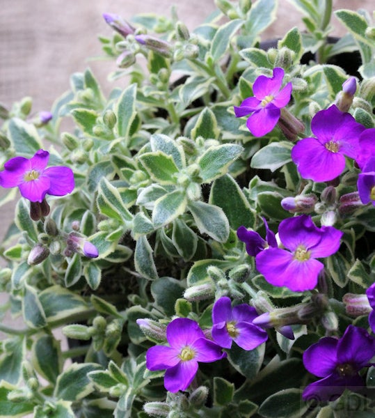 Blaukissen mit violetten Blüten und weiß-grünen Blättern