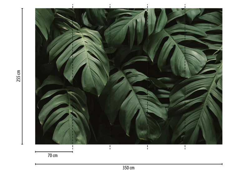 Fototapete mit Monstera-Blättern, Breite 350 Zentimeter, Höhe 255 Zentimeter, Bahnenbreite 70 Zentimeter.