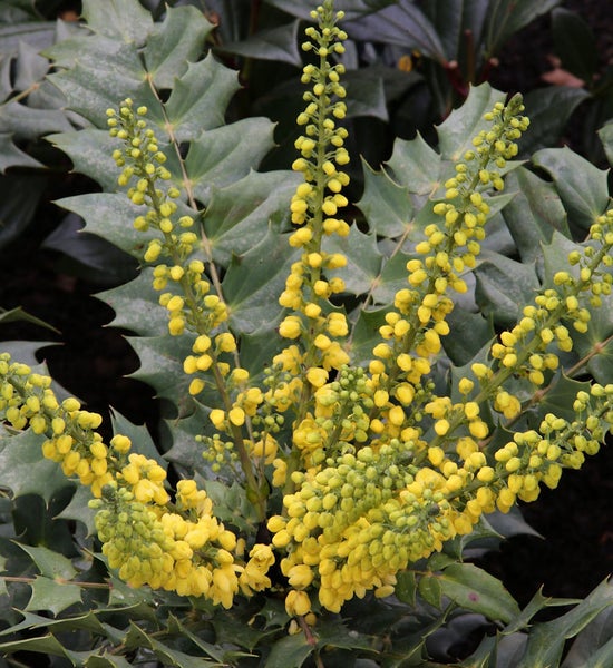 Blühende Mahonie Pflanze mit gelben Blüten und grünen Blättern.