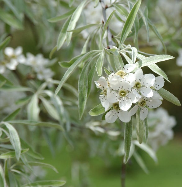 Blühender Ölweiden-Zweig mit weißen Blüten und grünen Blättern