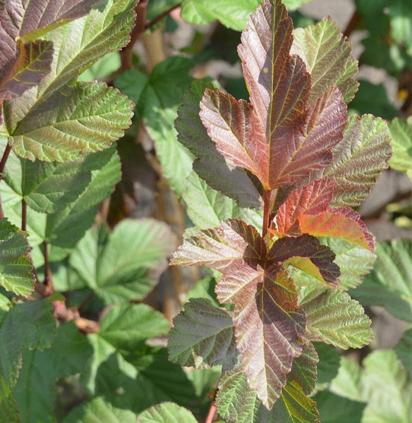 Blätter der Blasenspiere im Detail