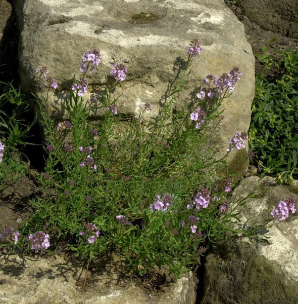 Felsensteinkraut Pflanze mit Blüten zwischen Steinen im Garten