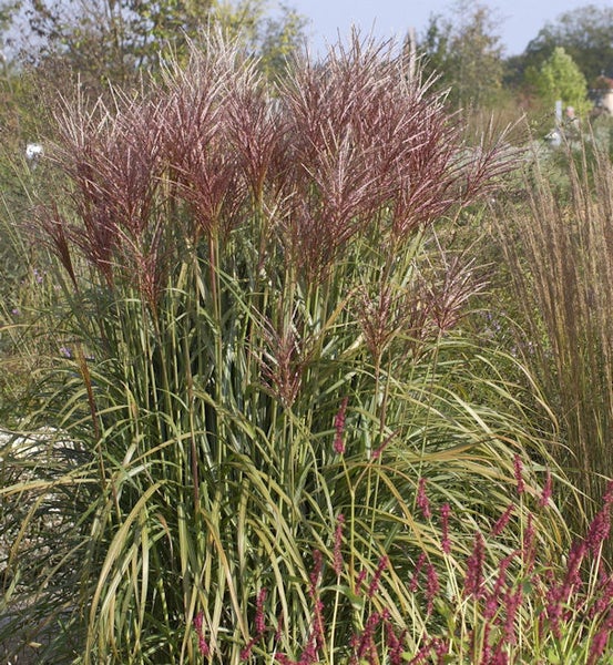 Chinaschilf im Garten