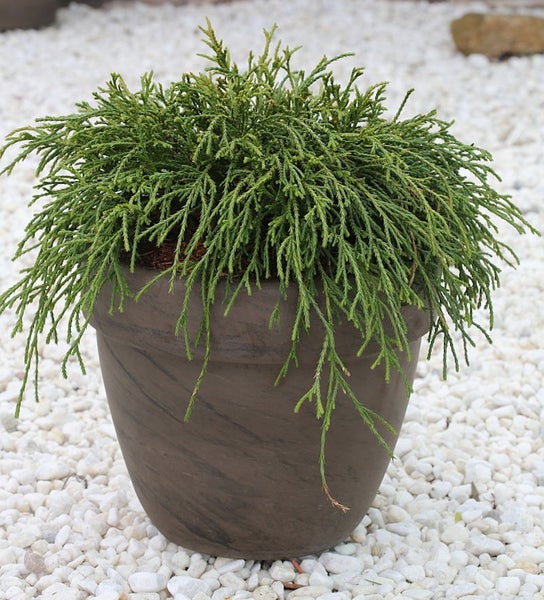 Hängezypresse in einem Topf