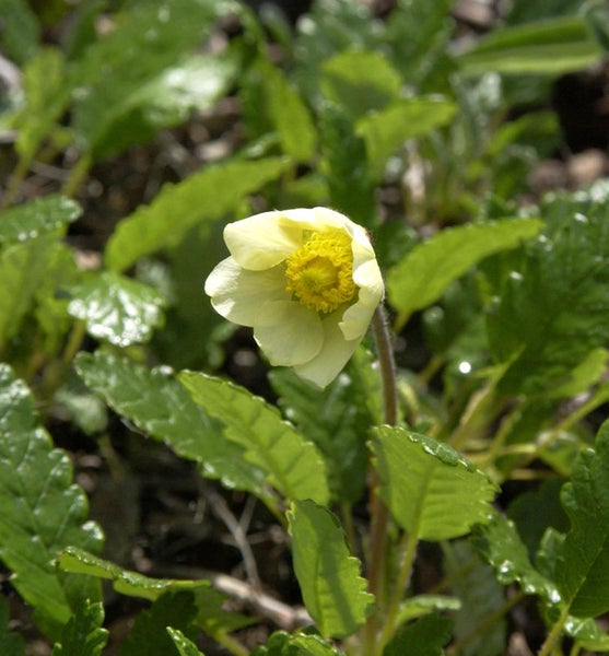 Gelbe Alpen-Hahnenfußblume mit grünen Blättern