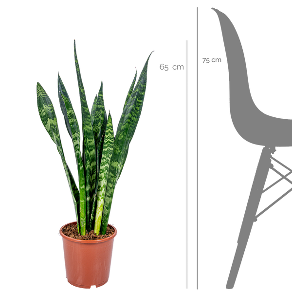 Bloomique - Sansevieria Black Coral - Schwiegermutterzunge - Bogenhanf - Zimmerpflanzen - Luftreinigend - Sehr pflegeleicht - 50-70 cm Hoch - Topf 17 cm