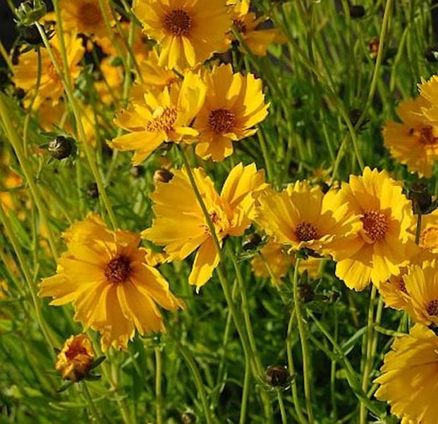 Gelbe Coreopsis-Pflanze im Garten