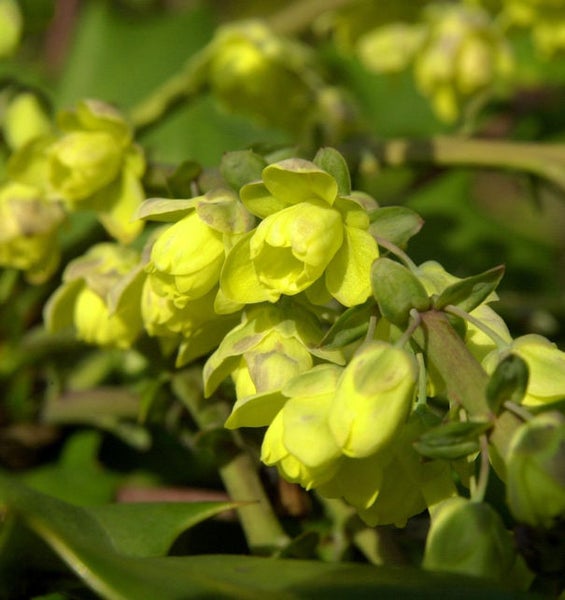 Nahaufnahme von gelben Mahonienblüten