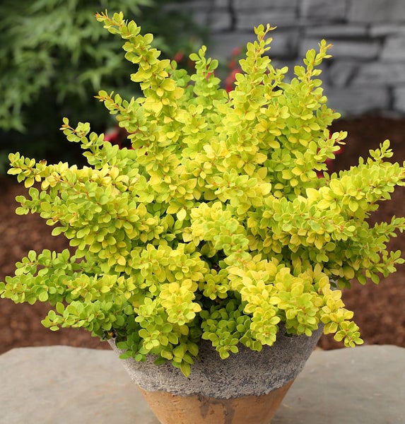 Zierstrauch in einem Topf