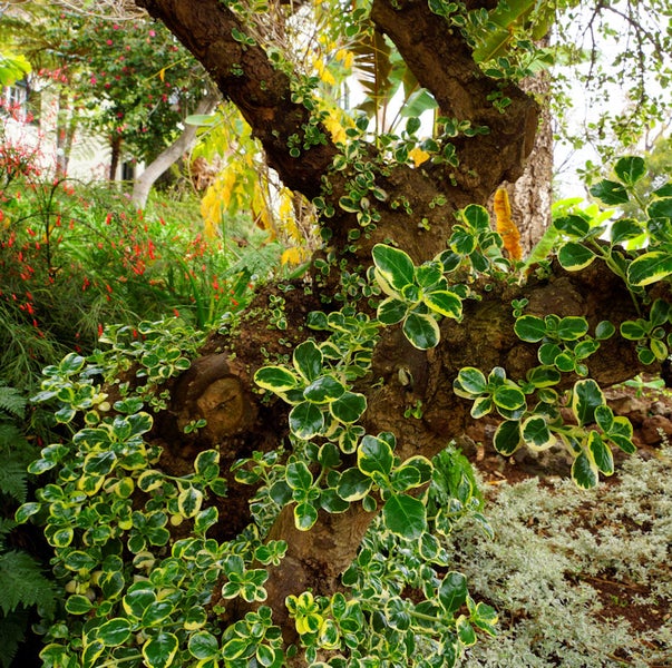 Baumstamm mit Efeu und Gartenbepflanzung