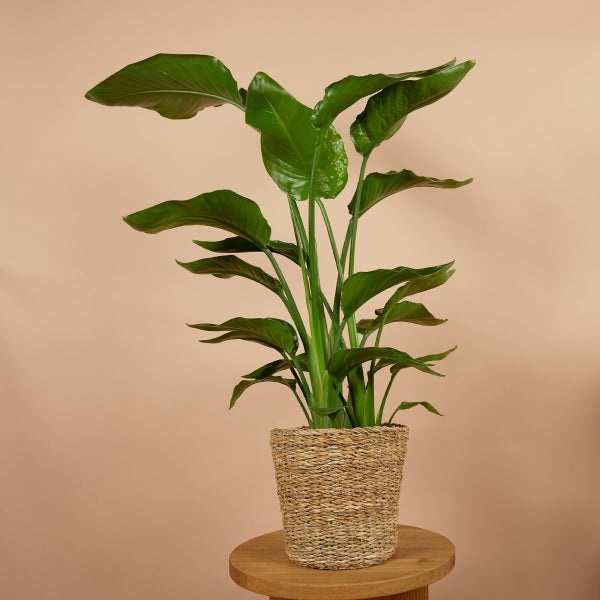 Bloomique - 2er Set - Strelitzia Nicolai - Strelitzie Pflanze - Paradiesvogel Pflanze - Paradiesvogelblume - Zimmerpflanzen Groß - Grünpflanzen Luftreinigend - Höhe 70-80 cm - Topf 17 cm