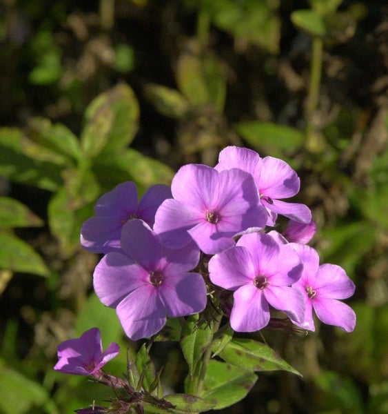 Flammenblume mit Blättern