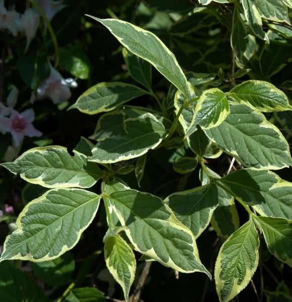 Blätter einer Pflanze