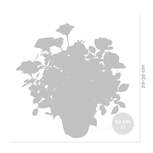 Bloomique - 3er-Set - Topfrosen Gelb - Für drinnen und draußen geeignet - Zimmerpflanzen - Gartenpflanzen - Terrassenpflanzen - Winterhart - 20-30 cm Hoch - Topf 12 cm