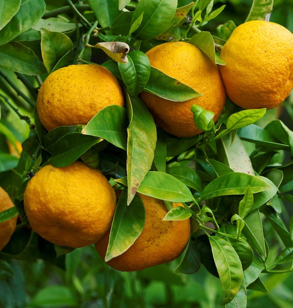 Reife Zitrusfrüchte am Baum mit grünen Blättern