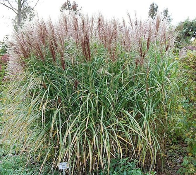 Chinaschilf im Garten