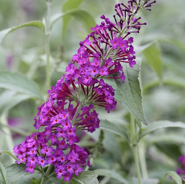 Nahaufnahme einer Buddleja-Blütenrispe