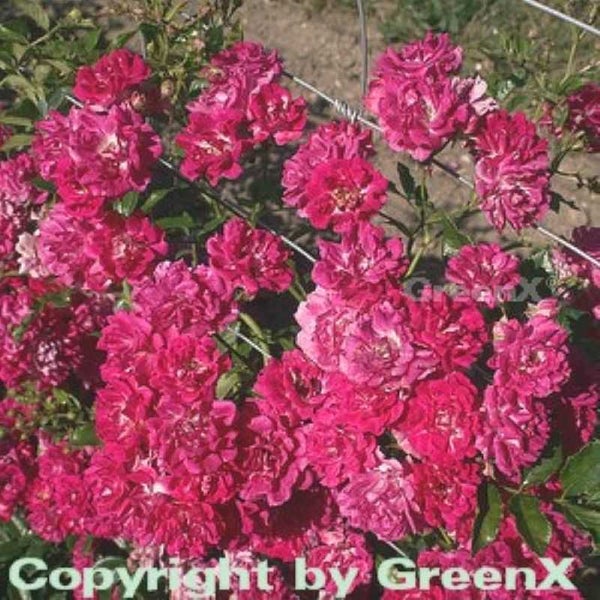 Nahaufnahme einer üppigen Kletterrose mit vielen Blüten