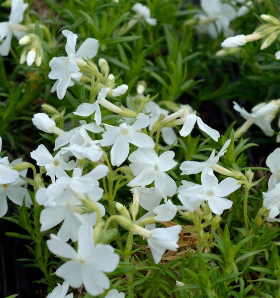 Detailaufnahme von blühendem Teppich-Phlox