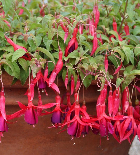 Fuchsienblüten in einem Pflanzgefäß mit hängenden Blüten