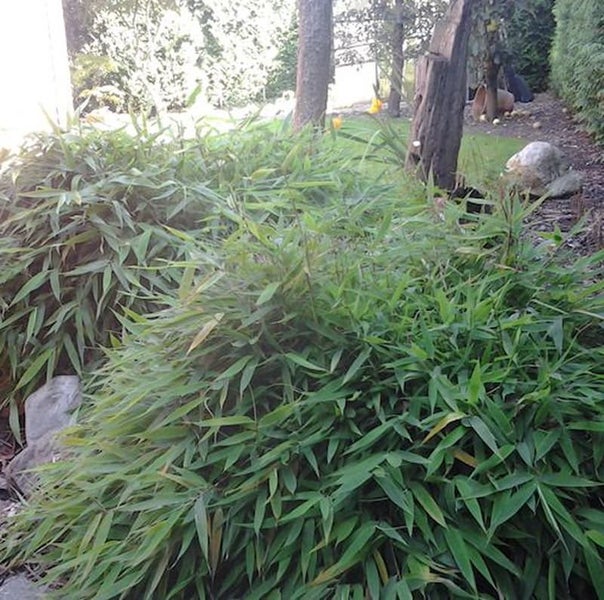 Bambuspflanzen im Garten