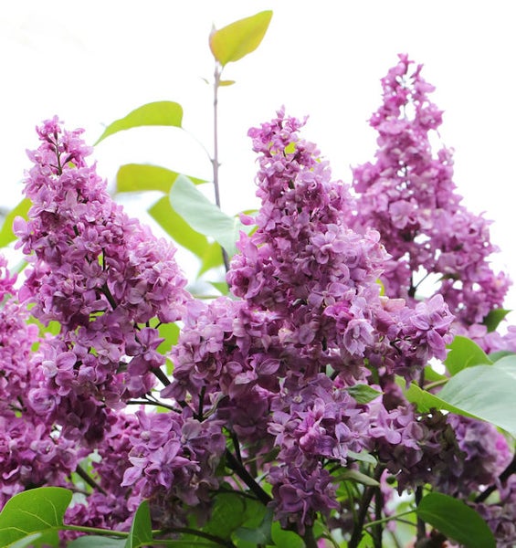 Nahaufnahme von lila blühendem Flieder