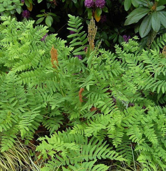 Straußenfarn Pflanze im Gartenbeet