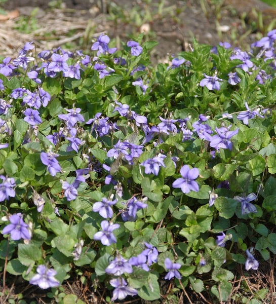 Feld von blühenden Veilchen mit grünen Blättern