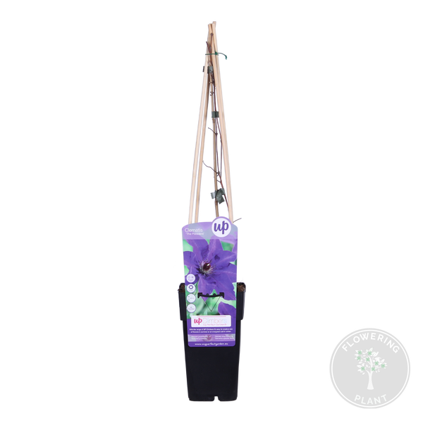 Sternförmiges Kissen mit aufgesticktem Gesicht